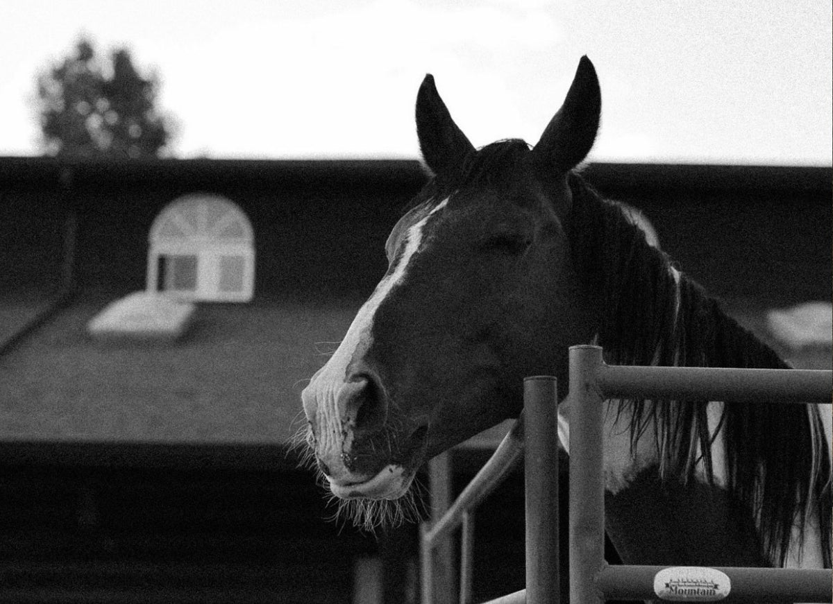 Black and white photo of a horse at the Bull River barn