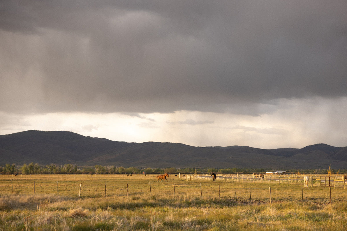 Horses grazing in an open pasture beneath sweeping storm clouds over the foothills